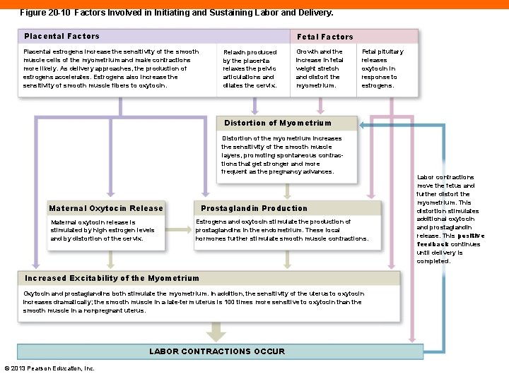 Figure 20 -10 Factors Involved in Initiating and Sustaining Labor and Delivery. Placental Factors