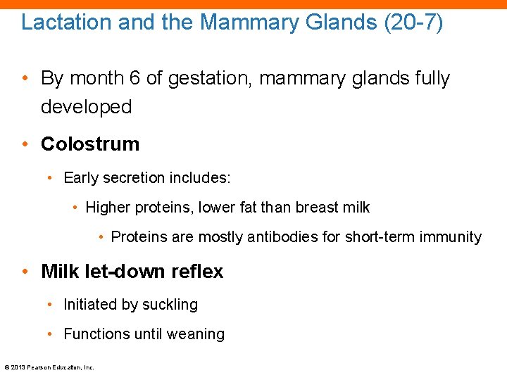 Lactation and the Mammary Glands (20 -7) • By month 6 of gestation, mammary