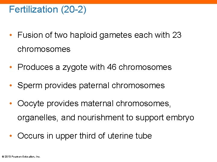 Fertilization (20 -2) • Fusion of two haploid gametes each with 23 chromosomes •