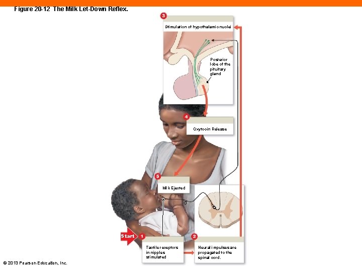 Figure 20 -12 The Milk Let-Down Reflex. Stimulation of hypothalamic nuclei Posterior lobe of