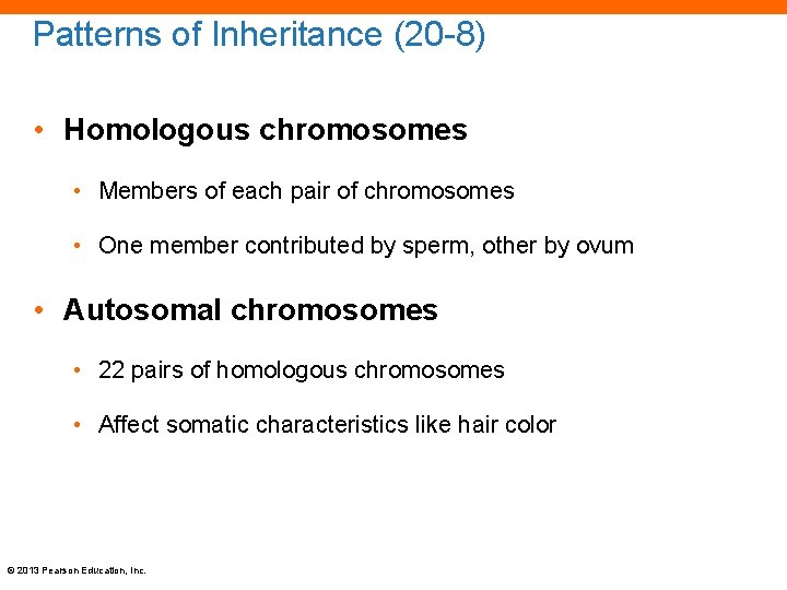 Patterns of Inheritance (20 -8) • Homologous chromosomes • Members of each pair of