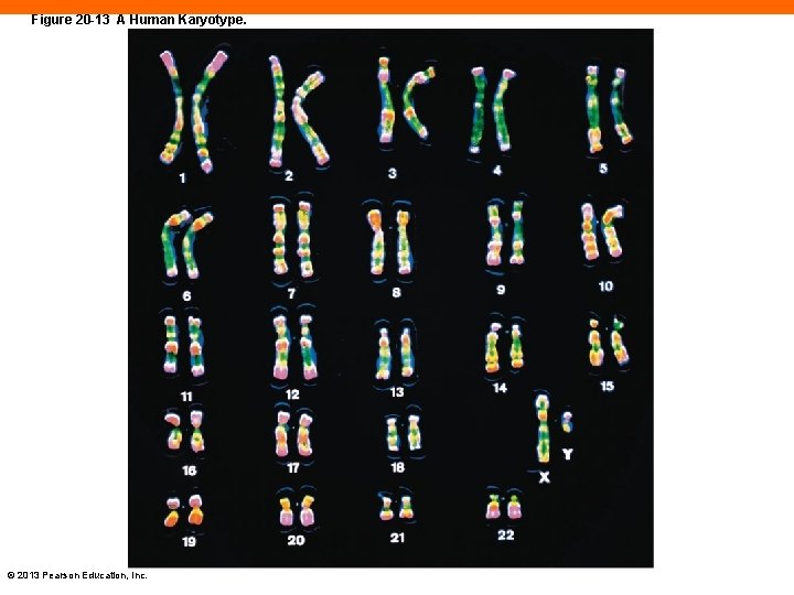 Figure 20 -13 A Human Karyotype. © 2013 Pearson Education, Inc. 