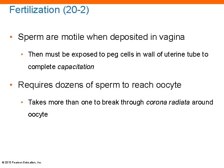 Fertilization (20 -2) • Sperm are motile when deposited in vagina • Then must