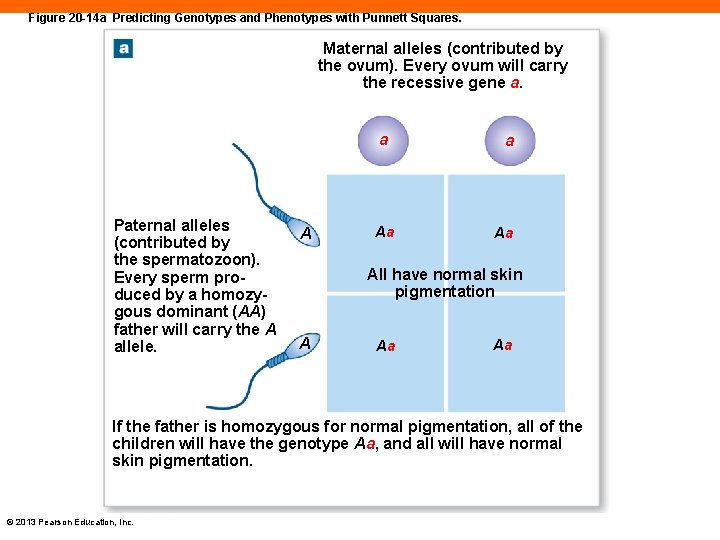 Figure 20 -14 a Predicting Genotypes and Phenotypes with Punnett Squares. Maternal alleles (contributed