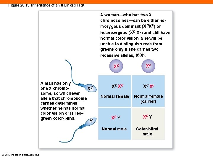 Figure 20 -15 Inheritance of an X-Linked Trait. A woman—who has two X chromosomes—can