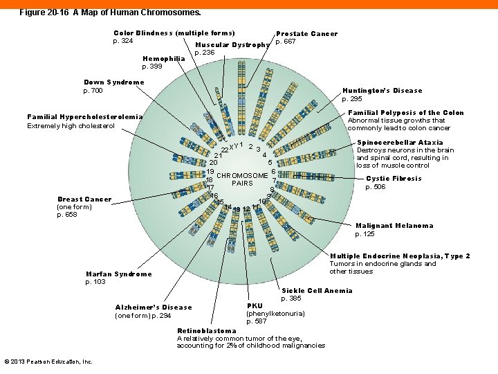 Figure 20 -16 A Map of Human Chromosomes. Color Blindness (multiple forms) Prostate Cancer