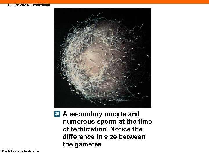 Figure 20 -1 a Fertilization. A secondary oocyte and numerous sperm at the time