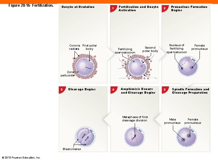 Figure 20 -1 b Fertilization. Oocyte at Ovulation Corona First polar radiata body Fertilization