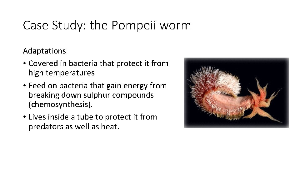 Case Study: the Pompeii worm Adaptations • Covered in bacteria that protect it from