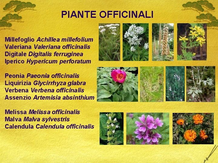 PIANTE OFFICINALI Millefoglio Achillea millefolium Valeriana officinalis Digitale Digitalis ferruginea Iperico Hypericum perforatum Peonia