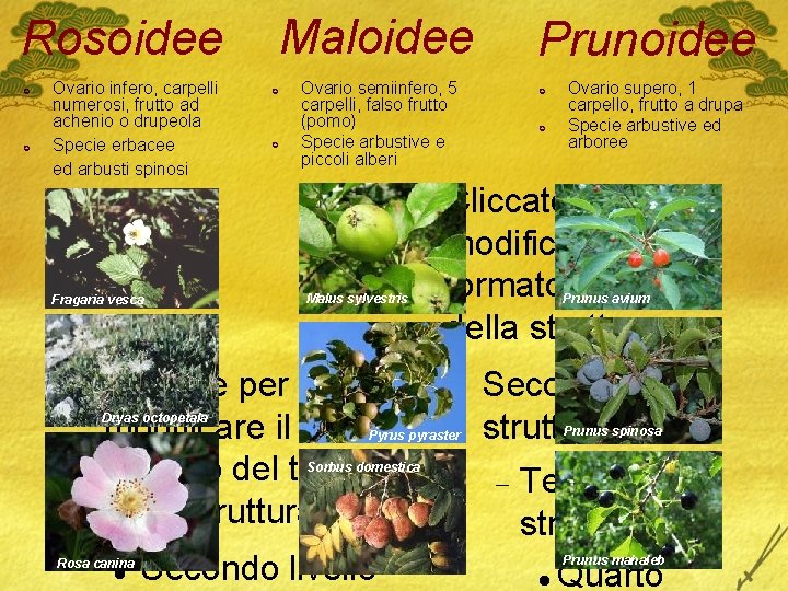 Maloidee Rosoidee £ £ Ovario infero, carpelli numerosi, frutto ad achenio o drupeola Specie