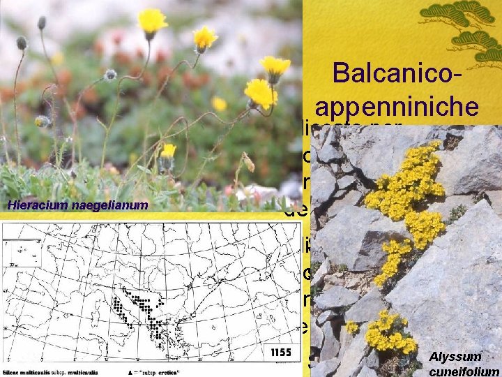 Balcanicoappenniniche Hieracium naegelianum Cliccate per modificare il formato del testo della struttura Secondo livello