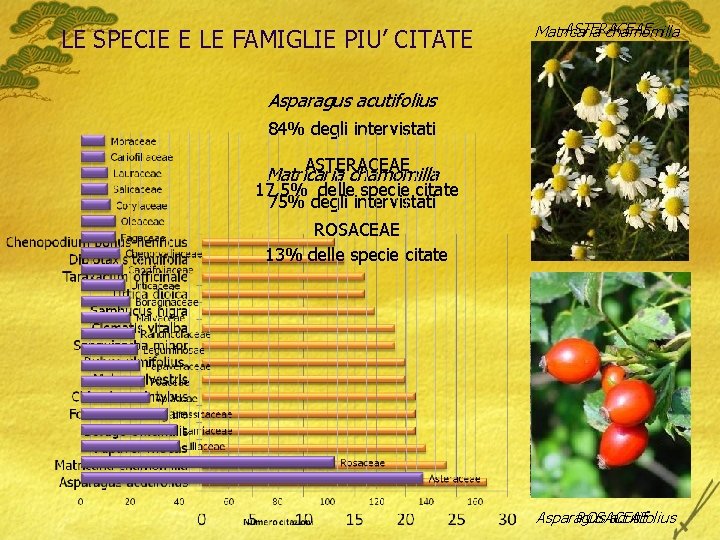 LE SPECIE E LE FAMIGLIE PIU’ CITATE ASTERACEAE Matricaria chamomilla Asparagus acutifolius 84% degli