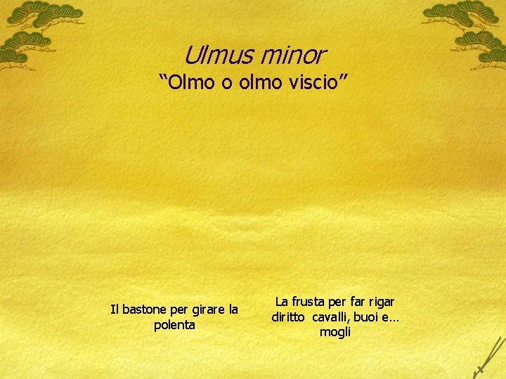 Ulmus minor “Olmo o olmo viscio” Il bastone per girare la polenta La frusta