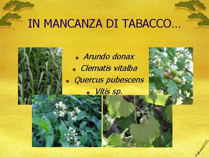 IN MANCANZA DI TABACCO… Arundo donax £ Clematis vitalba Quercus pubescens £ Vitis sp.