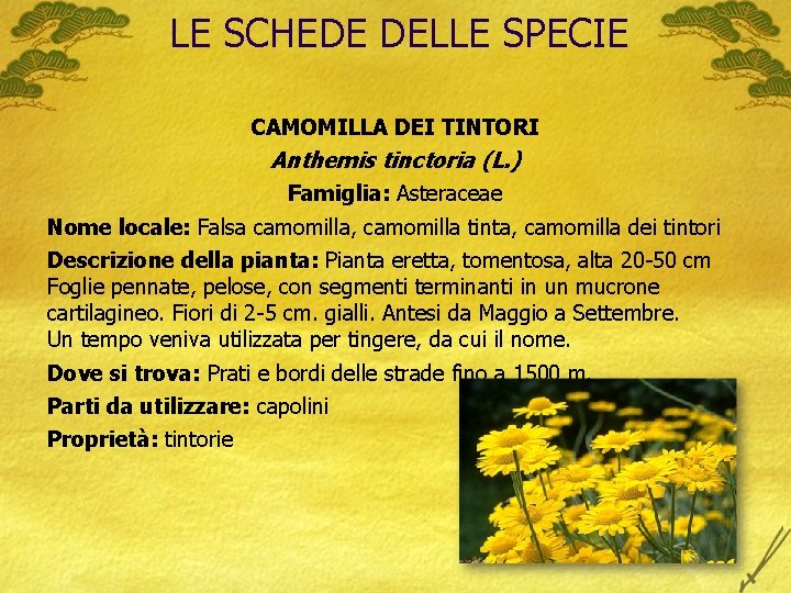 LE SCHEDE DELLE SPECIE CAMOMILLA DEI TINTORI Anthemis tinctoria (L. ) Famiglia: Asteraceae Nome