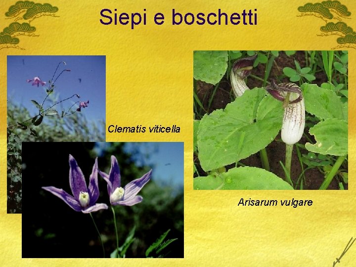 Siepi e boschetti Clematis viticella Arisarum vulgare 