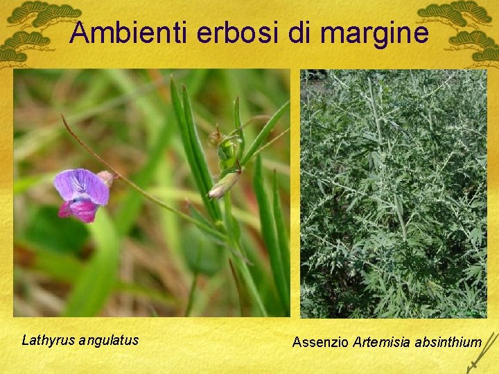 Ambienti erbosi di margine Lathyrus angulatus Assenzio Artemisia absinthium 
