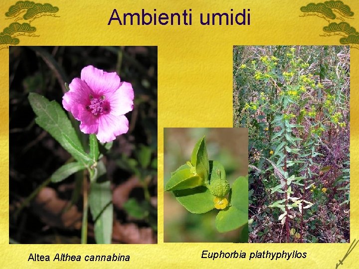 Ambienti umidi Altea Althea cannabina Euphorbia plathyphyllos 