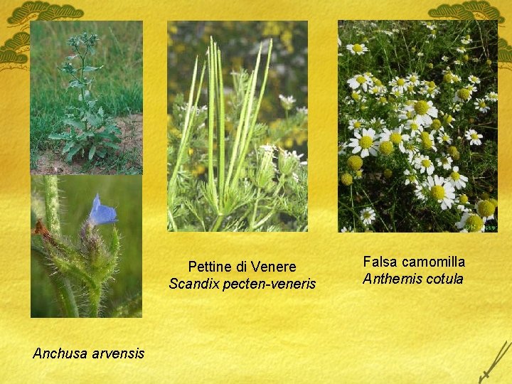 Pettine di Venere Scandix pecten-veneris Anchusa arvensis Falsa camomilla Anthemis cotula 