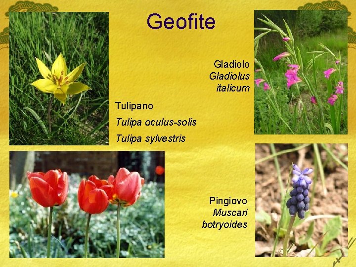 Geofite Gladiolo Gladiolus italicum Tulipano Tulipa oculus-solis Tulipa sylvestris Pingiovo Muscari botryoides 