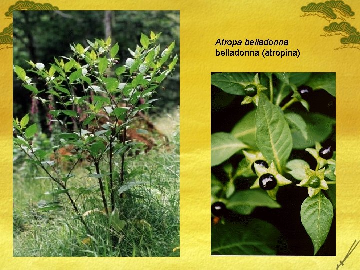 Atropa belladonna (atropina) 