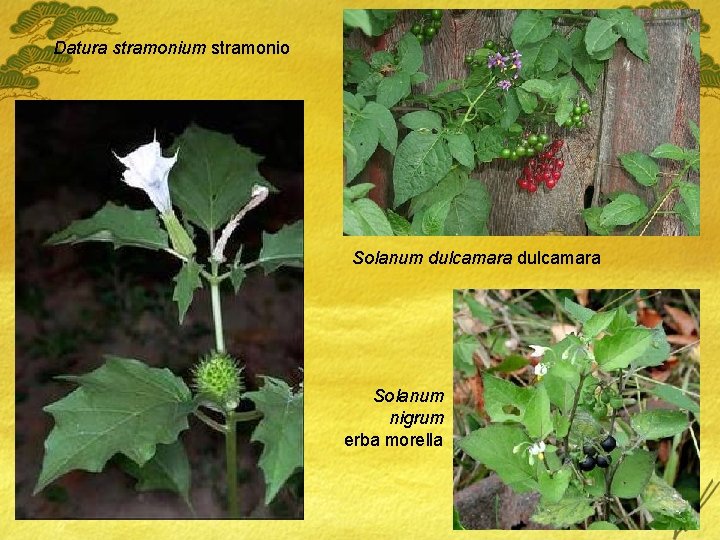 Datura stramonium stramonio Solanum dulcamara Solanum nigrum erba morella 