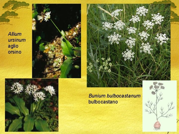 Allium ursinum aglio orsino Bunium bulbocastano 