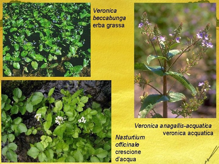 Veronica beccabunga erba grassa Veronica anagallis-acquatica veronica acquatica Nasturtium officinale crescione d’acqua 