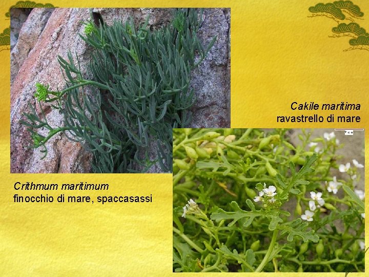 Cakile maritima ravastrello di mare Crithmum maritimum finocchio di mare, spaccasassi 
