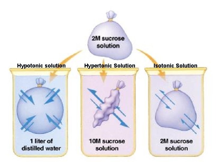 Hypotonic solution Hypertonic Solution Isotonic Solution 