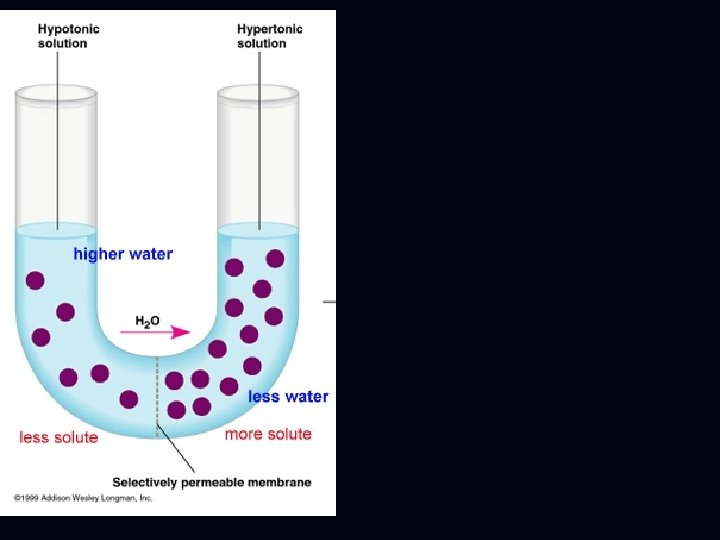 Transport Across a Membrane Cells and Their Environment
