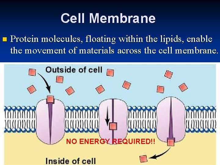 Cell Membrane n Protein molecules, floating within the lipids, enable the movement of materials