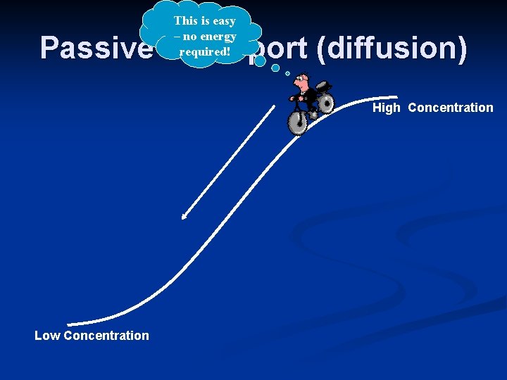 This is easy – no energy required! Passive Transport (diffusion) High Concentration Low Concentration