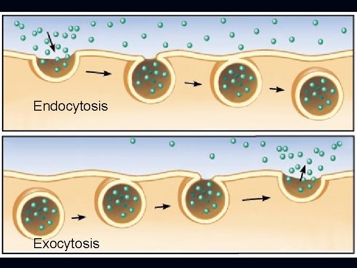 Endocytosis Exocytosis 