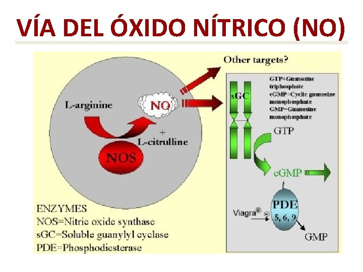 VÍA DEL ÓXIDO NÍTRICO (NO) 