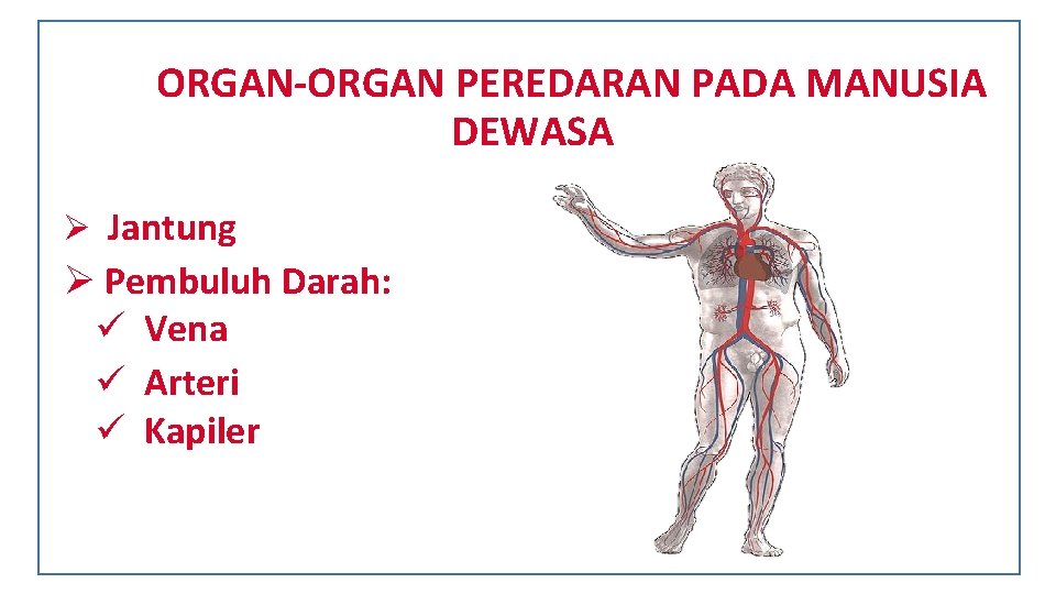 ORGAN-ORGAN PEREDARAN PADA MANUSIA DEWASA Ø Jantung Ø Pembuluh Darah: ü Vena ü Arteri