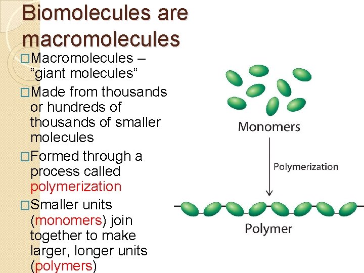 Biomolecules are macromolecules �Macromolecules – “giant molecules” �Made from thousands or hundreds of thousands Biomolecules are macromolecules �Macromolecules – “giant molecules” �Made from thousands or hundreds of thousands
