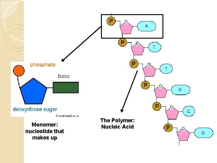 Monomer: nucleotide that makes up The Polymer: Nucleic Acid Monomer: nucleotide that makes up The Polymer: Nucleic Acid