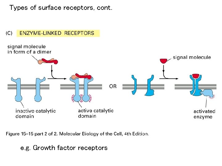 Types of surface receptors, cont. e. g. Growth factor receptors 