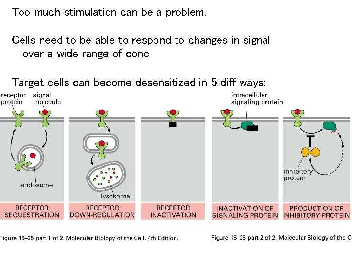 Too much stimulation can be a problem. Cells need to be able to respond