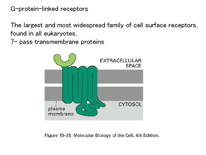 G-protein-linked receptors The largest and most widespread family of cell surface receptors, found in