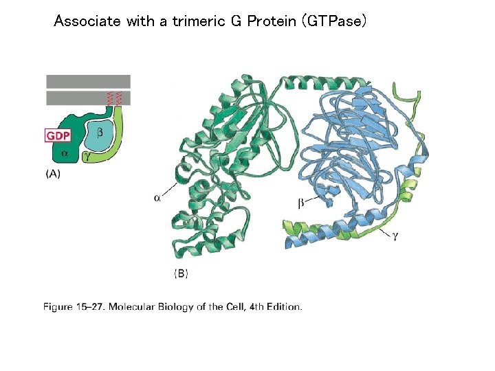 Associate with a trimeric G Protein (GTPase) 