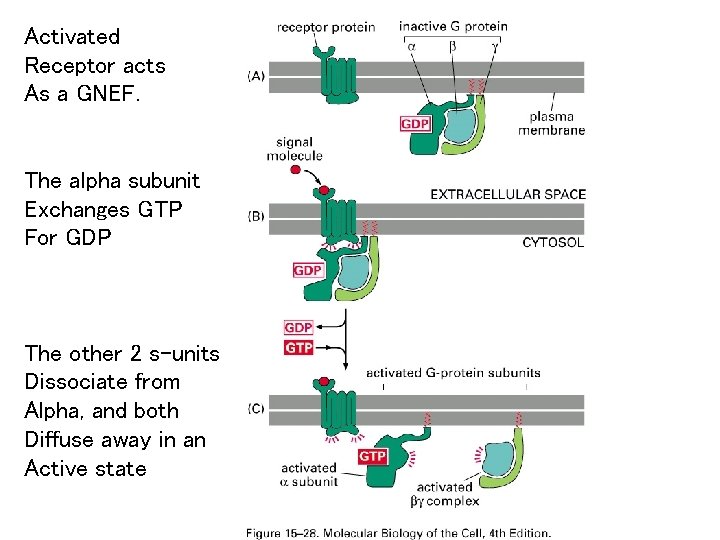 Activated Receptor acts As a GNEF. The alpha subunit Exchanges GTP For GDP The