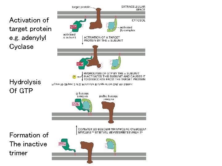 Activation of target protein e. g. adenylyl Cyclase Hydrolysis Of GTP Formation of The