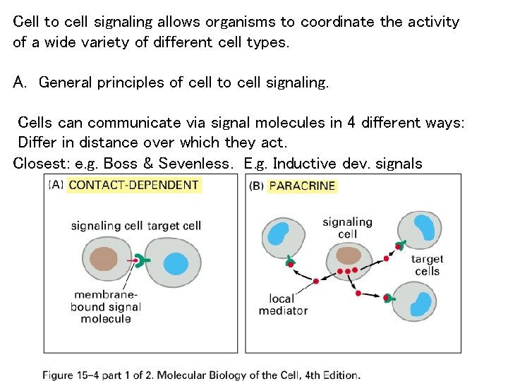 Cell to cell signaling allows organisms to coordinate the activity of a wide variety