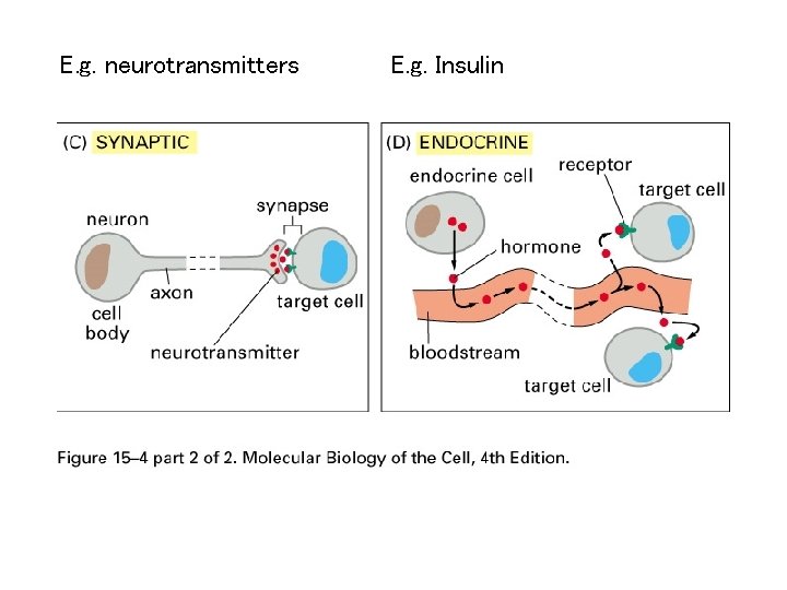 E. g. neurotransmitters E. g. Insulin 