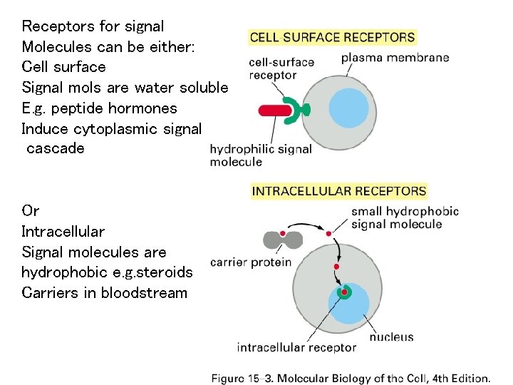 Receptors for signal Molecules can be either: Cell surface Signal mols are water soluble