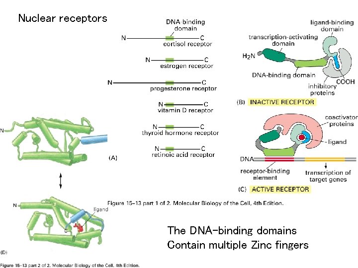 Nuclear receptors The DNA-binding domains Contain multiple Zinc fingers 