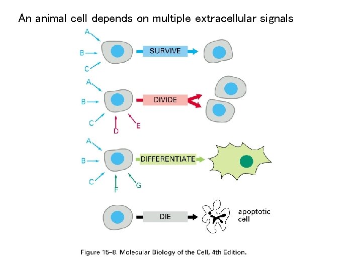 An animal cell depends on multiple extracellular signals 